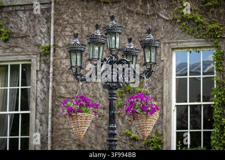 Vibranti petunia fiori in cestini appesi su lampione vittoriano contro la facciata edificio parete con piante da arrampicata come decorazione strada colorata Foto Stock