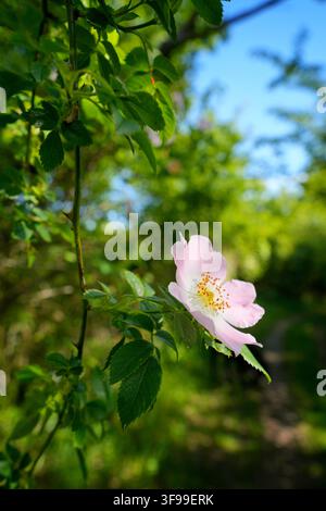 Fiore di rosa selvatica nella luce primaverile, Baviera, Germania, Europa Foto Stock
