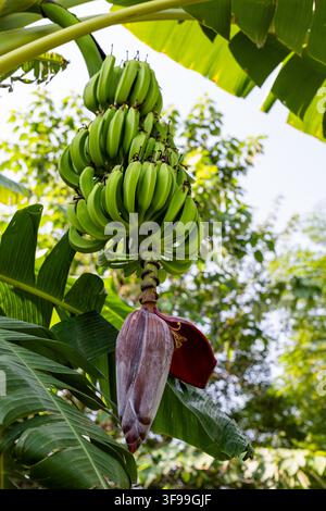 Banane verdi immature appese a un banano con fiore e rigogliosa vegetazione tropicale Foto Stock