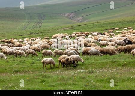 Un piano ampio cattura numerosi pecore sparse su un prato rigoglioso e ondulato punteggiato di piccoli fiori selvatici sotto un cielo nebbioso Foto Stock