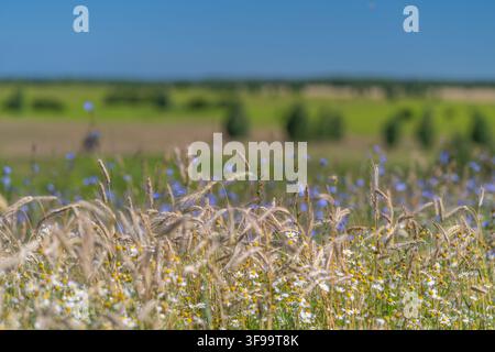 Trigo dorato, margherite e petali blu ondeggiano in un prato illuminato dal sole, creando una scena pastorale serena in un luminoso pomeriggio estivo. Foto Stock