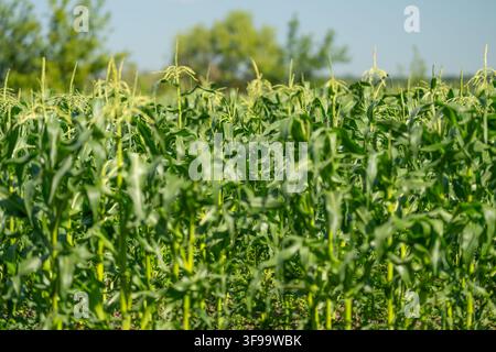 File di mais dolce di un verde vibrante si estendono attraverso il campo soleggiato accarezzato da una leggera brezza. La bella giornata estiva mostra l'abbondanza della natura con una vegetazione rigogliosa Foto Stock