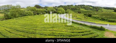 Paesaggio terrazzato della piantagione di tè Gorreana sull'isola di Sao Miguel nelle Azzorre in Portogallo, vista panoramica sulla natura Foto Stock