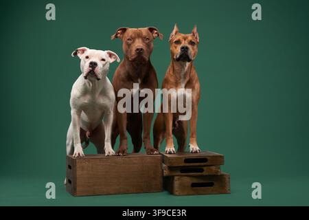 Diversi cani Pitbull sono disposti vicini e rivolti verso la fotocamera. La simmetria visiva evidenzia la consistenza della razza nella postura e la calma concentrazione sotto la luce dello studio. Foto Stock