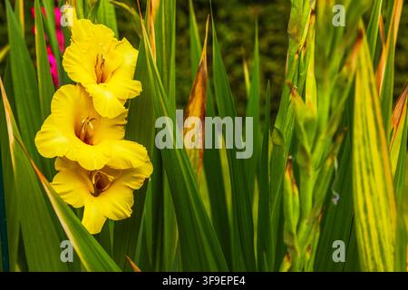 Vista ravvicinata di fiori di gladiolo gialli che sbocciano tra lunghe foglie verdi in giardino. Svezia. Foto Stock