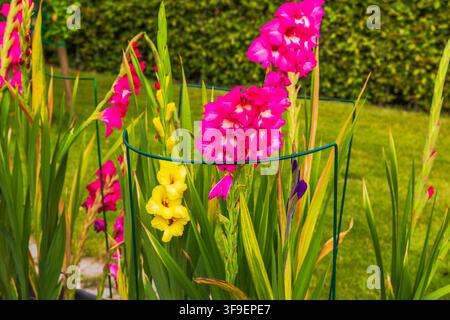 Bella vista di fiori di gladiolo rosa e gialli in fiore nel giardino estivo. Svezia. Foto Stock