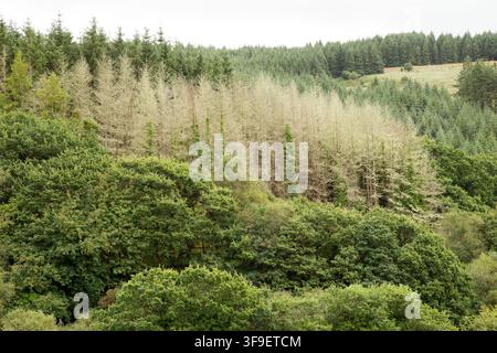 Monti Derrynasaggart Derry Na Saggart Contea di Kerry Eire Irlanda Foto Stock