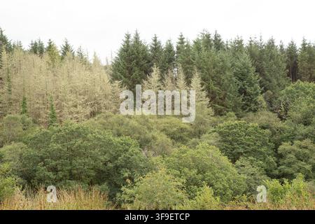 Monti Derrynasaggart Derry Na Saggart Contea di Kerry Eire Irlanda Foto Stock