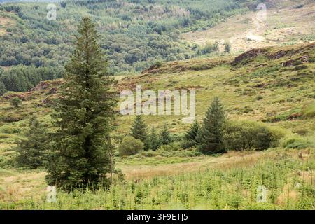 Monti Derrynasaggart Derry Na Saggart Contea di Kerry Eire Irlanda Foto Stock