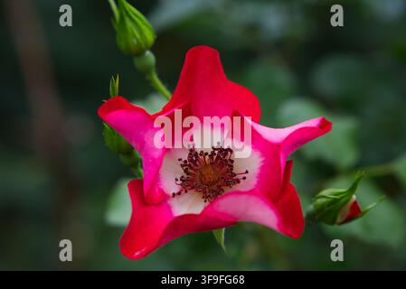 Inquadratura dall'alto, primo piano di una rosa unica con un solo petalo, centro bianco e bordi rosa intenso, che mostra le sue evidenti antere, con gemme verdi. Foto Stock