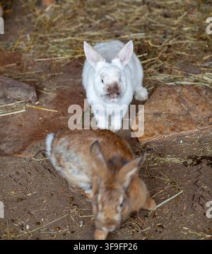 Due conigli, uno bianco e uno marrone, che riposano sul terreno tra rocce e paglia in un ambiente rustico di fienile Foto Stock