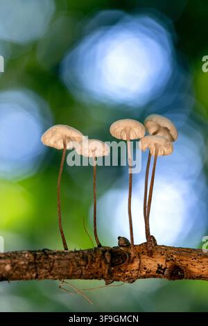 Funghi a paracadute collariati (Marasmius rotula) che crescono su un rametto in decomposizione - vicino alla Pisgah National Forest, Brevard, North Carolina, USA Foto Stock