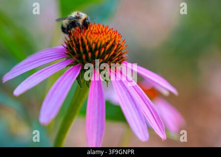 Primo piano di un bombo che impollina un fiore di echinacea viola (Echinacea purpurea) in un giardino estivo. Foto Stock