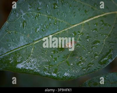 Una piccola mosca posata su una foglia verde vivace e bagnata coperta di gocce di pioggia fresche dopo un acquazzone Foto Stock