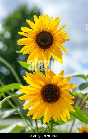Due girasoli comuni (Helianthus annuus) in fioritura estiva giallo brillante ai Carlson Orchards ad Harvard, Massachusetts, USA. Foto Stock