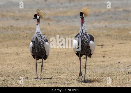 Grigia corona gru nel Parco Nazionale del Serengeti in Tanzania Foto Stock