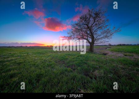 Albero solitario su campo verde all'alba rosa e blu Foto Stock