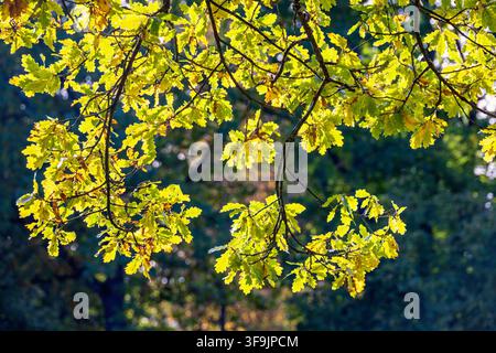 Belle foglie di quercia su un ramo alla luce del sole in autunno Foto Stock
