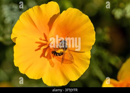 Ape selvatica ricoperta di polline giallo su un fiore di papavero della California Foto Stock