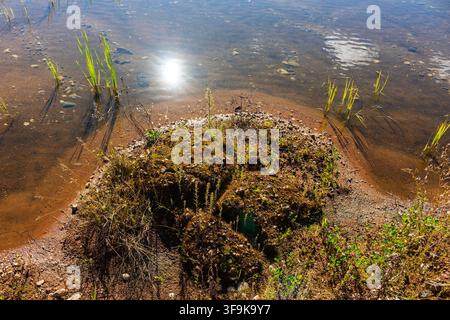 La luce del sole brilla sull'acqua cristallina e poco profonda del lago che scorre su una piccola isola erbosa e muschiosa coperta di ciottoli e vegetazione selvatica durante una giornata estiva soleggiata Foto Stock