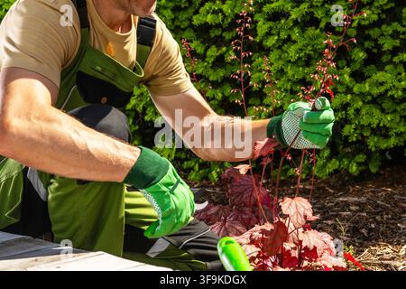 Una persona si china per potare e curare giovani piante in un giardino. Indossa guanti e si concentra sul compito. La luce del sole brillante splende e proietta ombre Foto Stock
