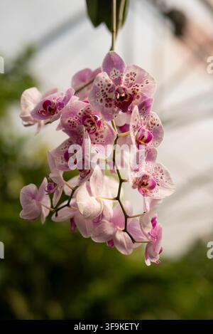 Un ramo pendente di fiori di orchidea farfalla rosa e bianchi con motivi maculati viola scuro in una serra luminosa. Foto Stock
