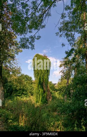 Alto tronco di albero antico completamente coperto di edera verde a cascata e piante rampicanti a Coesfeld, Germania Foto Stock