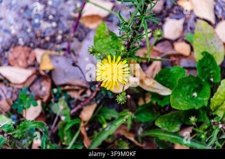 Piccolo fiore selvatico giallo che fiorisce tra foglie verdi e fogliame secco sul terreno a Coesfeld, Germania Foto Stock
