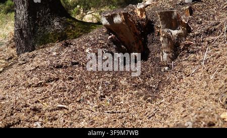 Le formiche sono indaffarate a lavorare alla loro formicaia a Zlatar, in Serbia. Il sole splende sul terreno della foresta circondato da abeti rossi e abeti. Questo è Foto Stock