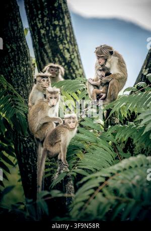 Gruppo di scimmie Toque (Macaca sinica) sedute su un ramo di albero nella foresta tropicale, specie endemica dello Sri Lanka Foto Stock