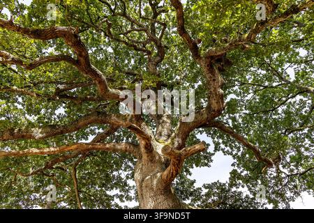 Quercia maestosa con rami distesi e fronde verdi lussureggianti in una giornata estiva nel Dorset, UK Foto Stock