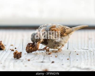 Passero domestico (Passer domesticus) che becca un pezzo di cibo su una superficie di legno a Tignes Foto Stock
