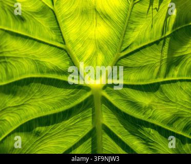 Foglia di taro verde vibrante con venature intricate e motivi radianti illuminati dalla luce naturale Foto Stock
