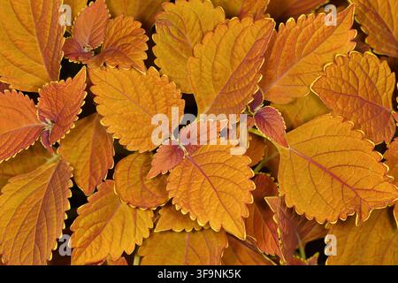 Sfondo floreale astratto di foglie di coleus multicolori brillanti Foto Stock