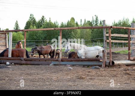 Gruppo di cavalli, compreso un cavallo bianco, all'interno di un'area recintata in una fattoria con alberi e un cielo nuvoloso sullo sfondo Foto Stock