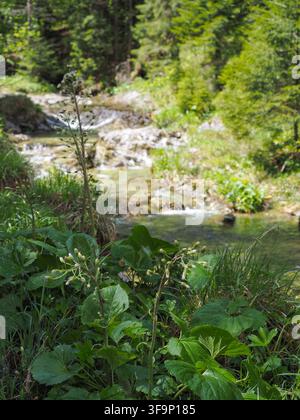 Ruscello di montagna circondato da una foresta verde nei Monti Tatras in Polonia Foto Stock