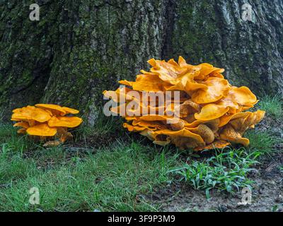 Grande ammasso luminoso di funghi tossici Omphalotus illudens a forma di lanterne di Halloween che fruttificano ai piedi di un vecchio albero Foto Stock