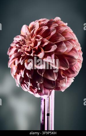 Dalia Foto Stock