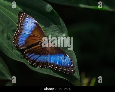 La splendida farfalla Morpho Menelao (Morpho menelaus) ha ali brillanti e iridescenti in varie sfumature di blu Foto Stock