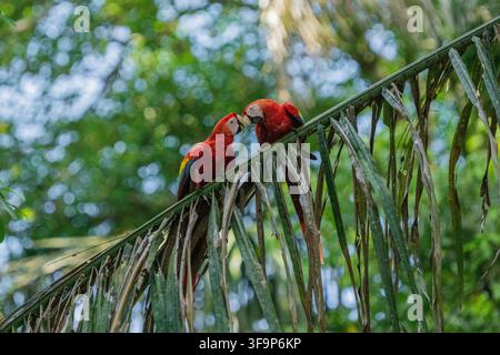 Gli ara scarlatte volano frequentemente nella foresta pluviale della Costa Rica, spesso in coppia Foto Stock