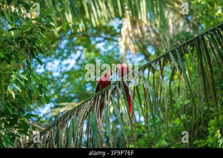 Gli ara scarlatte volano frequentemente nella foresta pluviale della Costa Rica, spesso in coppia Foto Stock
