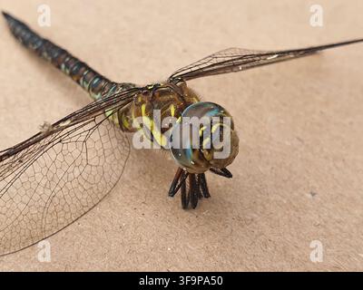 Una fotografia macro in primo piano di una libellula posata su una superficie beige neutra o marrone chiaro. L'immagine cattura l'insetto da un angolo laterale anteriore, Foto Stock