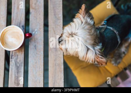 Yorkshire terrier che si rilassa su una sedia gialla accanto al caffè, fotografato dall'alto, evocando una vita all'aperto accogliente, compagnia degli animali domestici, vita lenta, peac Foto Stock