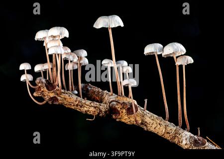 Funghi a paracadute collariati (Marasmius rotula) che crescono su un rametto in decomposizione - vicino alla Pisgah National Forest, Brevard, North Carolina, USA Foto Stock