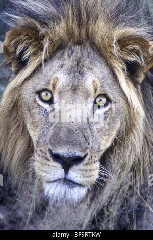 Leone (Panthera leo), Riserva di caccia del Kalahari centrale, Ghanzi, Botswana Foto Stock