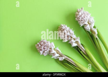 Tre fiori di giacinto su sfondo verde luminoso con spazio per la copia del testo. Buona Pasqua. Foto Stock