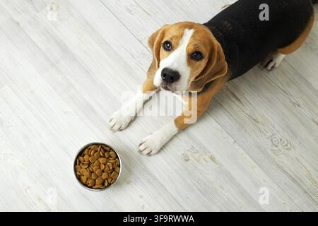 Il beagle è sdraiato sul pavimento e guarda una ciotola di cibo secco. In attesa di essere nutrito. Vista dall'alto Foto Stock