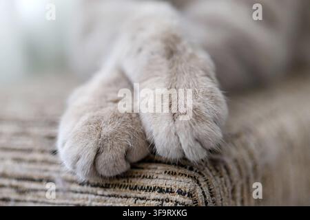 Zampe di un gattino Scottish Fold, vista ravvicinata. Foto Stock