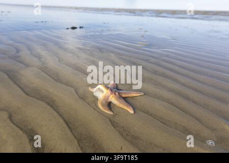 Stelle marine nel fango: Primo piano con la bassa marea, Mare di Wadden Foto Stock