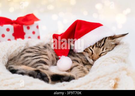 Grazioso gattino Bengal con un cappello da Babbo Natale rosso che dorme pacificamente accanto a una scatola regalo di Natale. Foto Stock